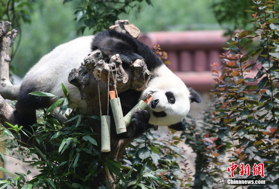 动物园里迎端午 大熊猫爬上爬下吃“粽子”