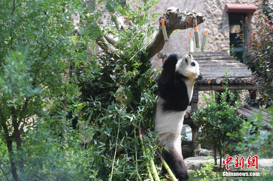 动物园里迎端午 大熊猫爬上爬下吃“粽子”