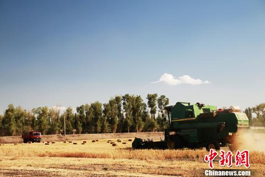 新疆南部冬小麦有序收割确保颗粒归仓