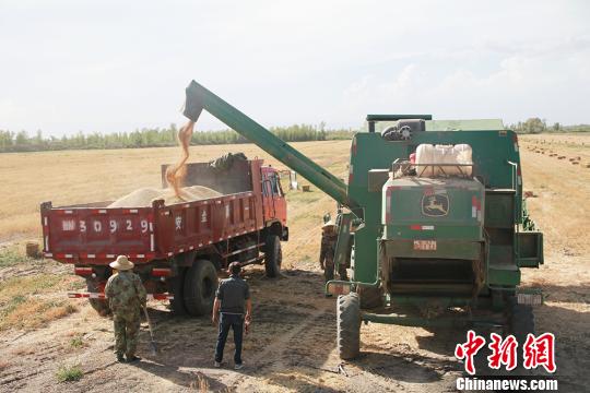 新疆南部冬小麦有序收割确保颗粒归仓