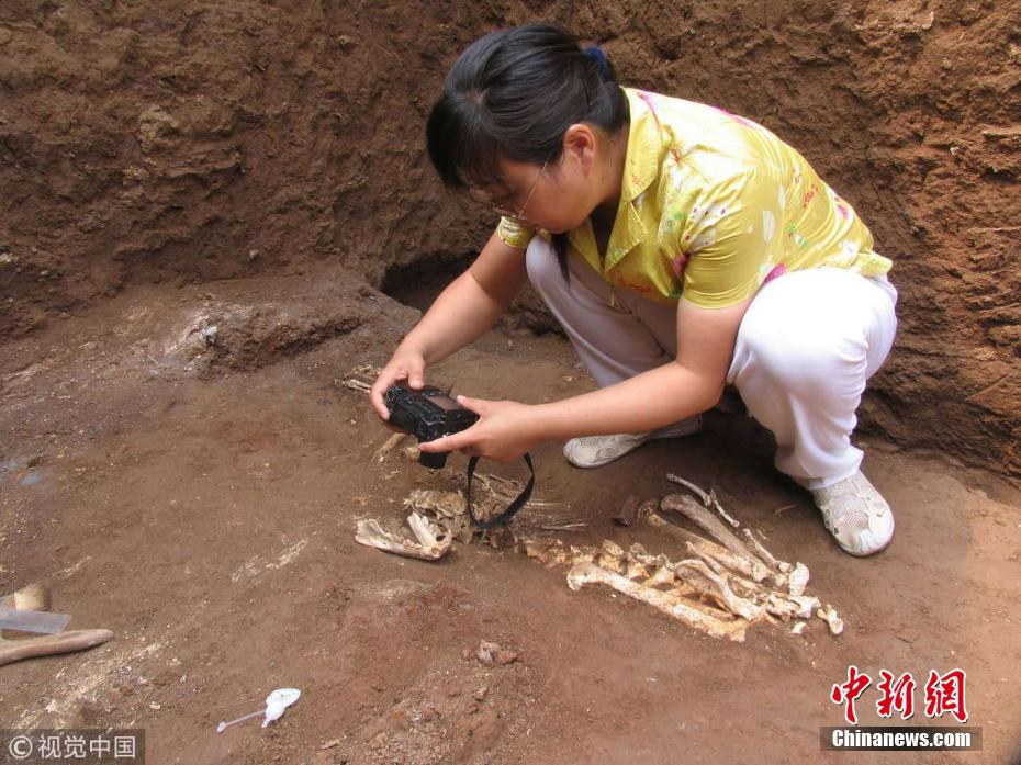 疑似秦始皇祖母墓陪葬坑发现长臂猿遗骸