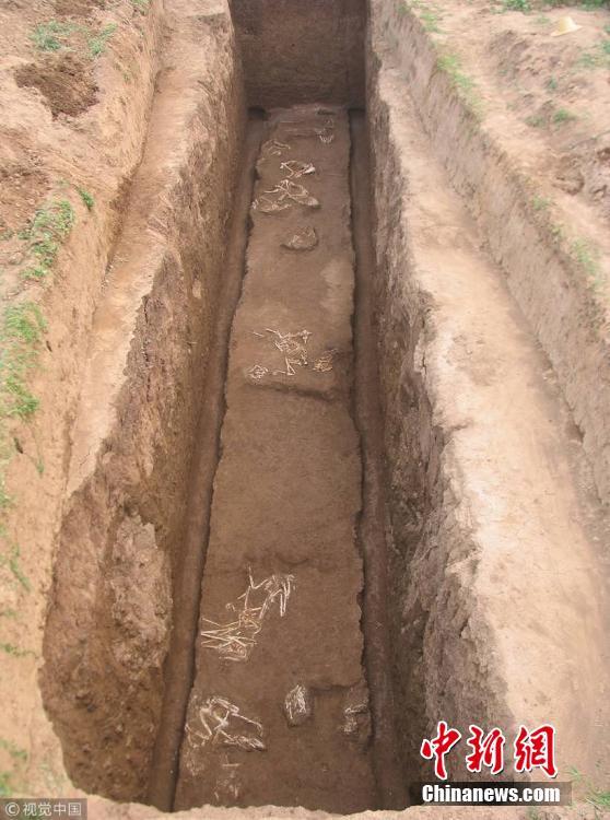 疑似秦始皇祖母墓陪葬坑发现长臂猿遗骸