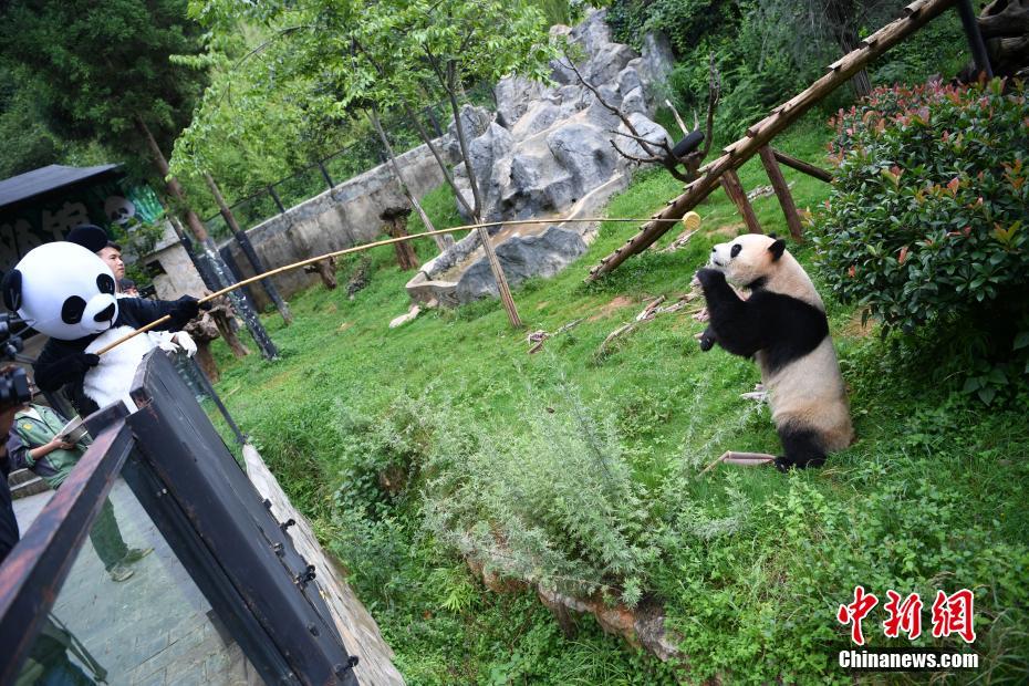 云南野生动物园为大熊猫建专属厨房