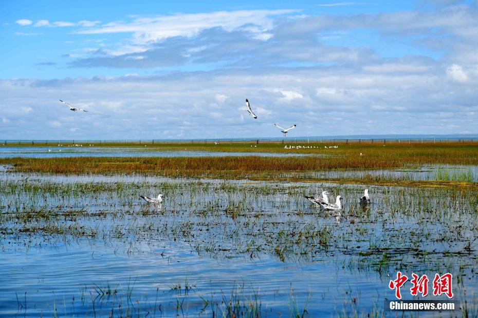 青海湖北岸呈现“鱼鸟天堂” 每年92种候鸟迁徙停留