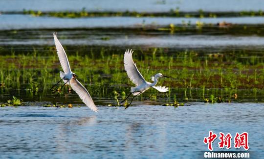 江西新余：城市湿地公园成“鹭鸟王国”