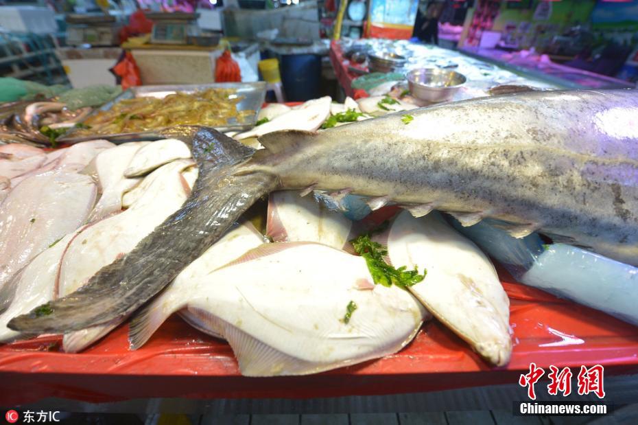 青岛渔民捕获283斤重2.5米长“巨型”大鲅鱼