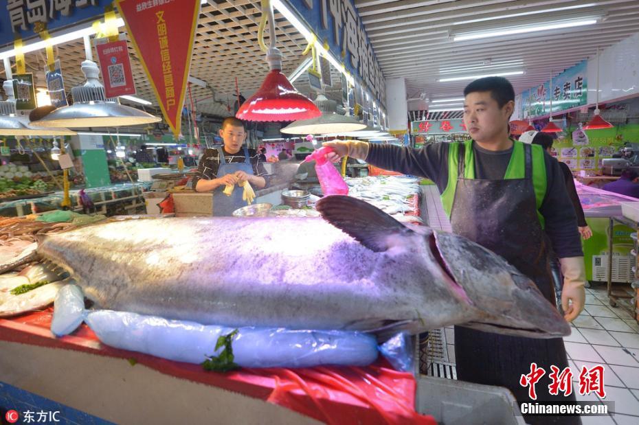 青岛渔民捕获283斤重2.5米长“巨型”大鲅鱼