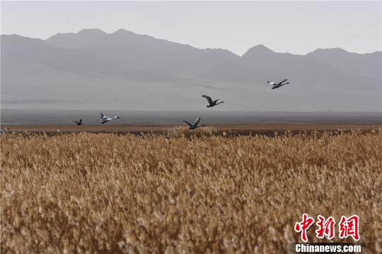 甘肃“高原湖泊”苏干湖草原引万鸟聚集