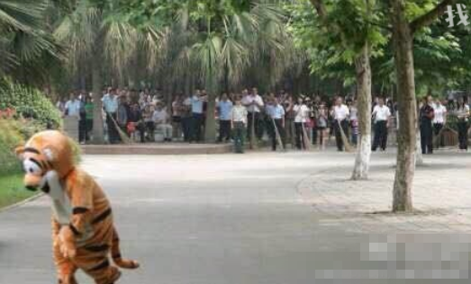动物园请人为老虎示范逃跑下场