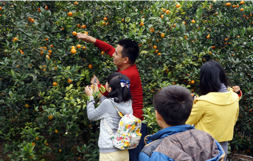 2014•第六届柳城生态蜜桔文化旅游节在广西柳州市柳城县开幕