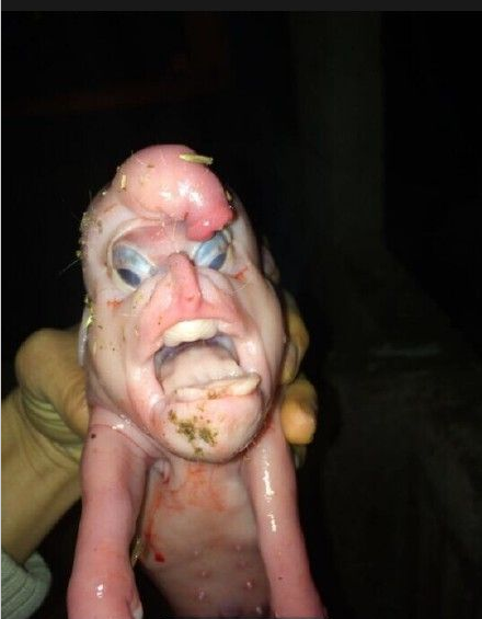 广西一母猪产下长相怪异猪崽:脸平无鼻子