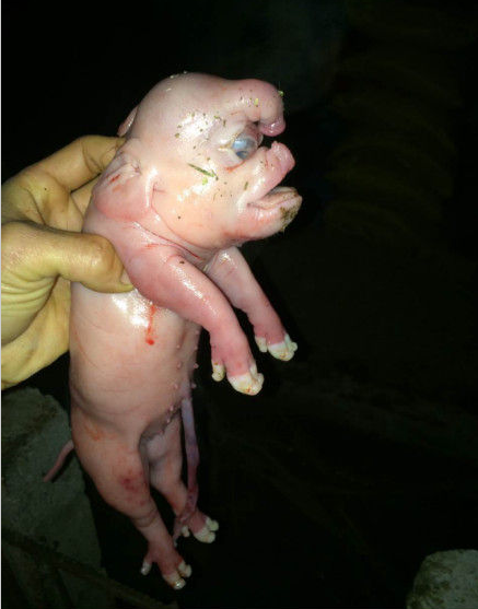 广西一母猪产下长相怪异猪崽:脸平无鼻子