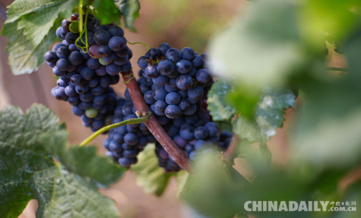 2015昌黎产区葡萄酒文化季启动