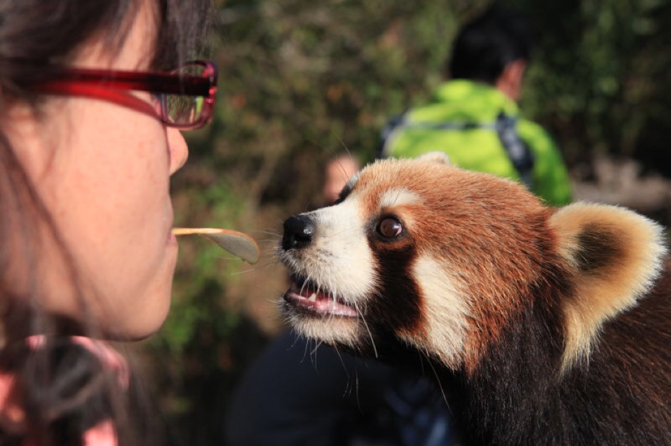 猴年春节小熊猫大热，嘴对嘴接食献萌吻