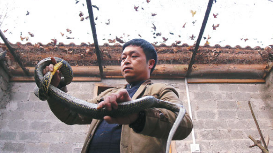 贵州黎平：深山里的养蛇人