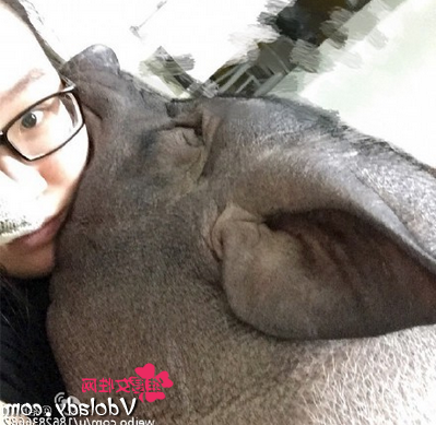 妙龄少女竟与黑肥猪同床 奇葩男子强行侵犯3头母猪