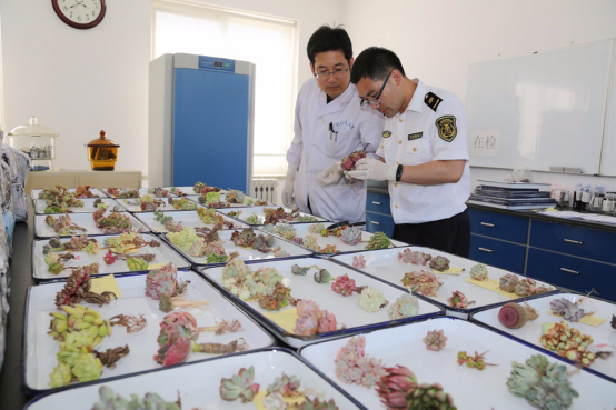 辽宁东港口岸查获大量非法携带入境多肉植物