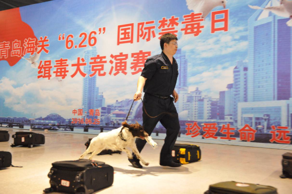 青岛海关举办国际禁毒日缉毒犬竞演赛