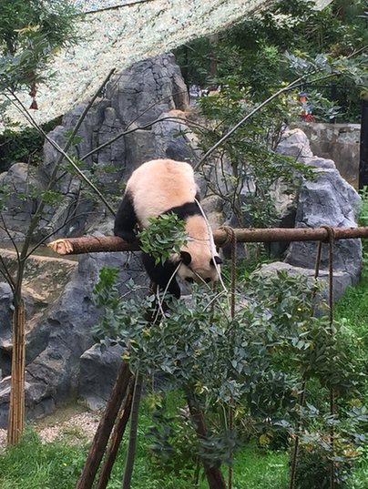 大熊猫“和兴”云南第一个生日 好友“囡囡”大闹生日派对