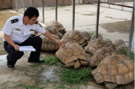82只豹龟登陆天津