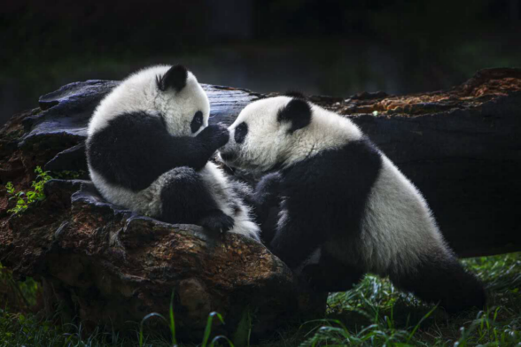 成都熊猫邮局发行G20全球摄影大赛金奖作品同款熊猫明信片