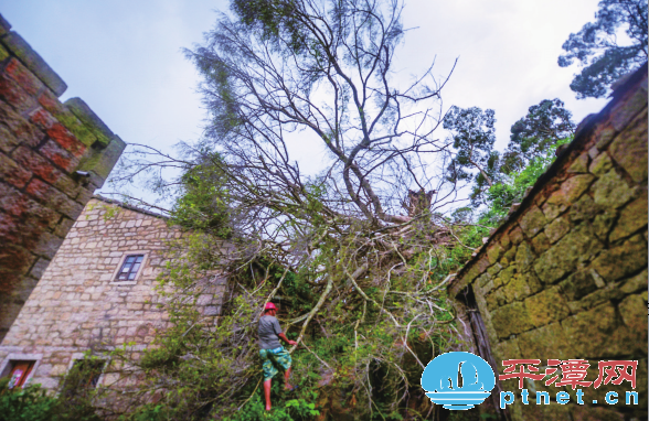 台风 “莫兰蒂” 侵袭 平潭二级保护古树受损