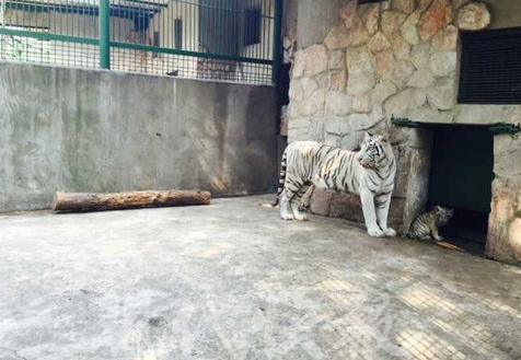 南京红山森林动物园 双胞胎小白虎与游客见面