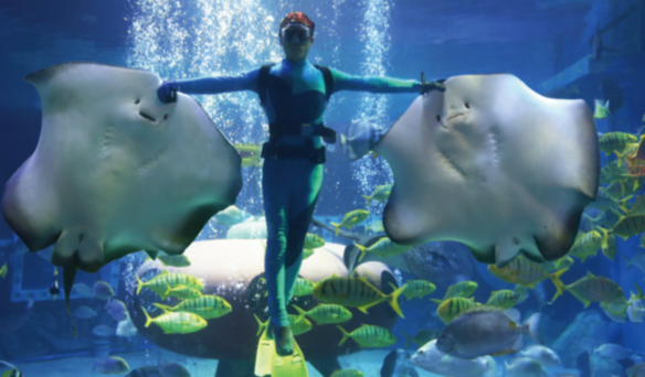 哈尔滨极地馆鲨鱼鳐鱼海龟美人鱼共同演绎深海童话