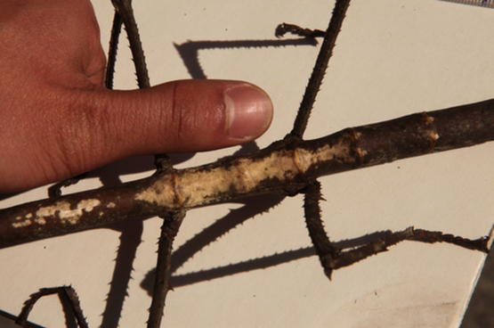 云南普洱惊现巨型竹节虫形似“钢铁战士” 体长超40公分体粗堪比成人大拇指