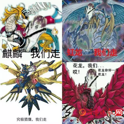 究竟皮皮虾我们走是什么梗？海鲜界的小弟咋成了表情包界的扛把子(图)