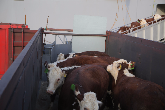 全国首批海运进口屠宰肉牛抵达山东