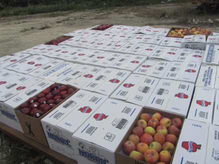 高明检验检疫局监督销毁两批不合格进口美国苹果