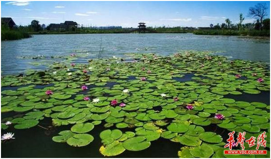 跟着诗词游湖南 夏季“荷”你相遇在水边