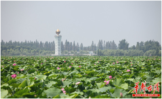 跟着诗词游湖南 夏季“荷”你相遇在水边