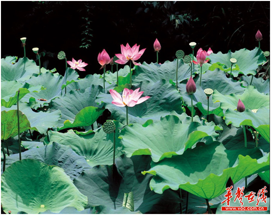 跟着诗词游湖南 夏季“荷”你相遇在水边