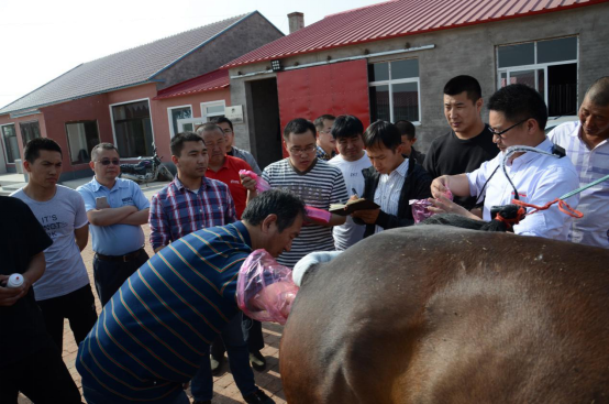 助力马产业发展，科尔沁区开展马繁育技术创新交流