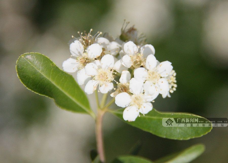 广西隆林：火棘花开醉人心扉