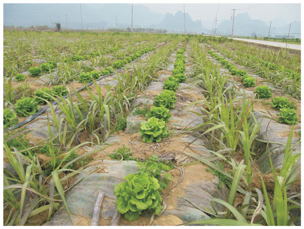 龙州县果蔗产业（核心）示范区：因地制宜 突出特色