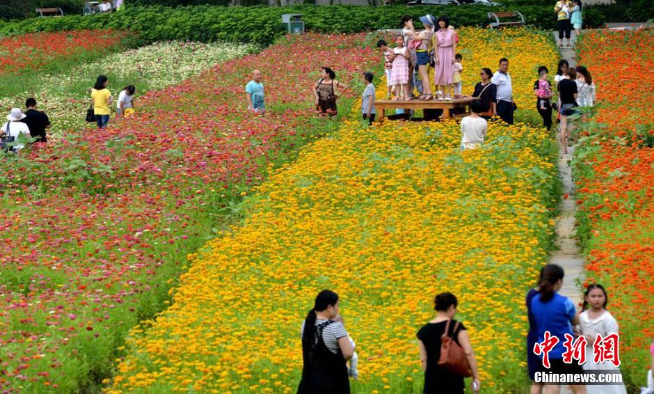 福州市民花海公园看到“花海”