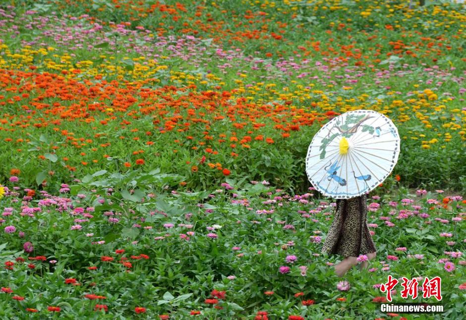 福州市民花海公园看到“花海”