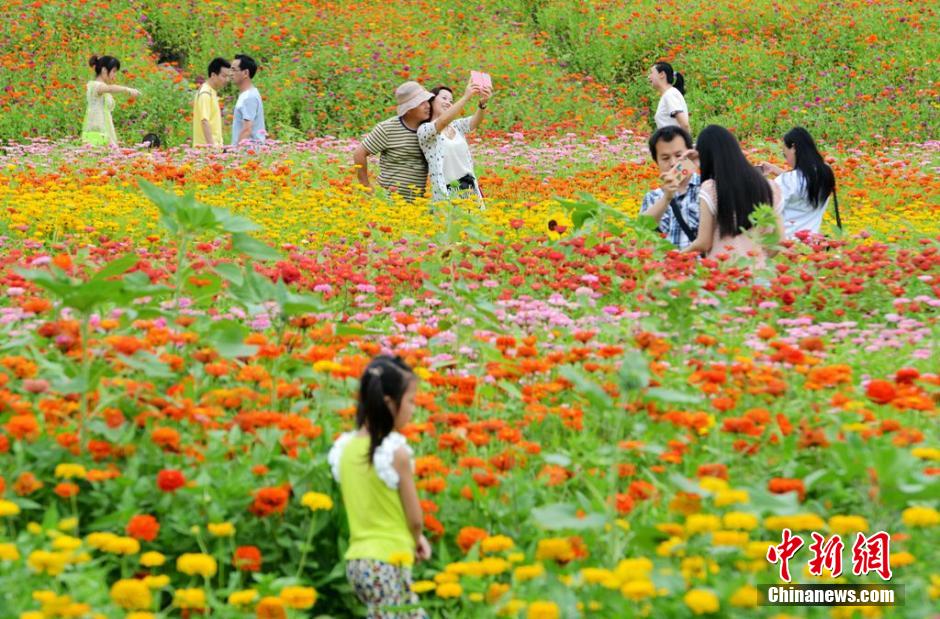 福州市民花海公园看到“花海”