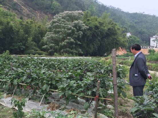 江西赣县五云八千亩无公害蔬菜 铺就共同致富道路