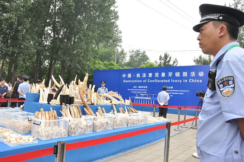 中国公开销毁662公斤非法象牙制品(高清组图)