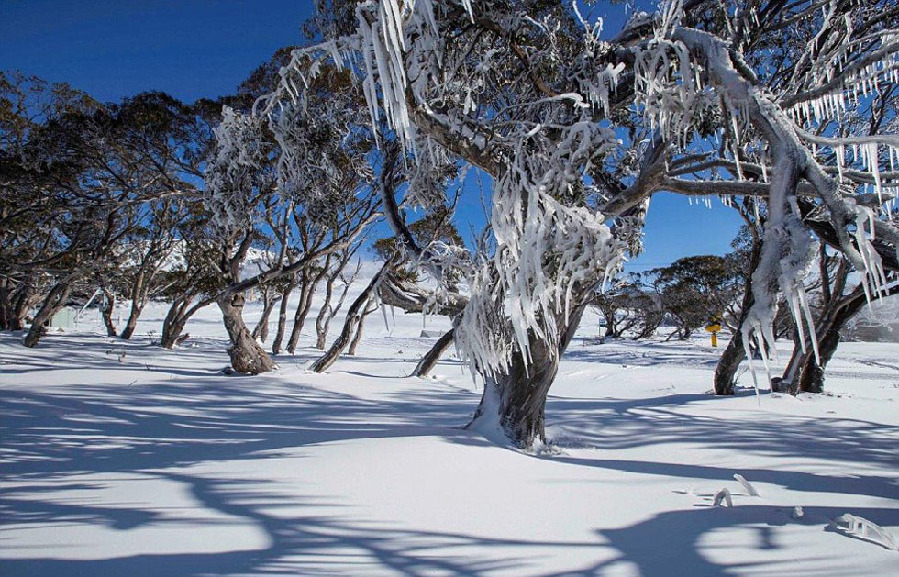 澳大利亚遭遇40年来最冷寒冬 积雪达30厘米(高清组图)