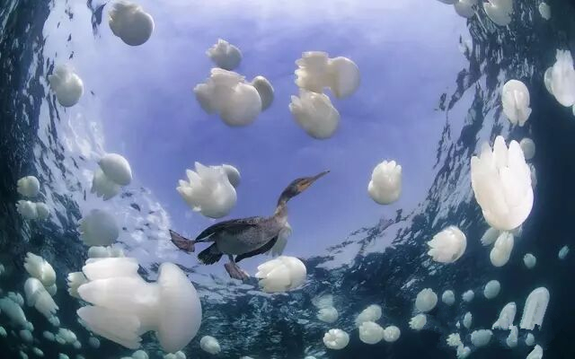 世界海洋日：海洋生物如何在气候变化中生存