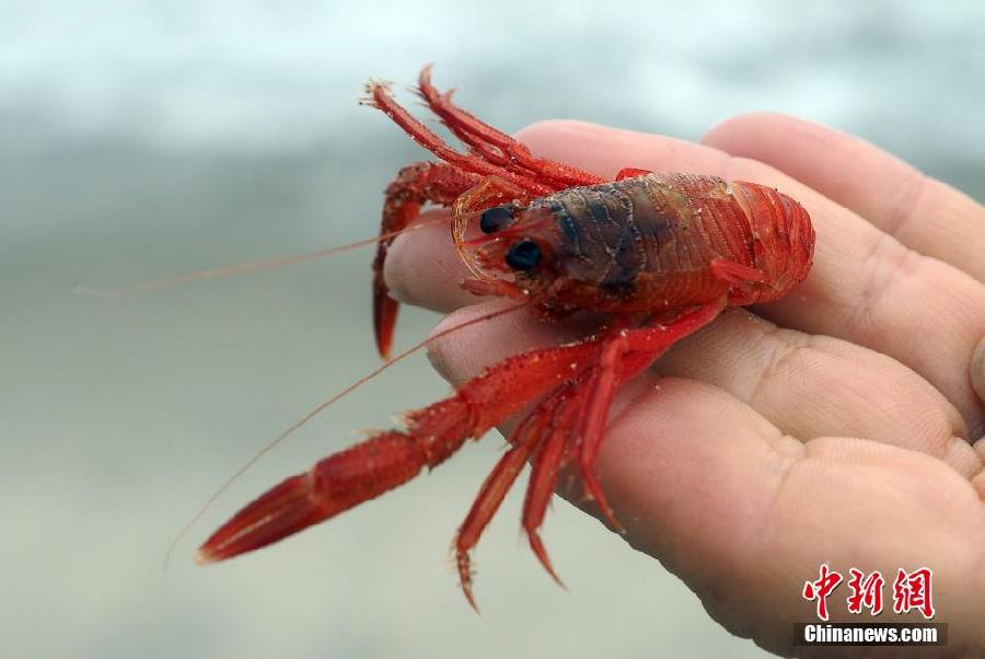 小红蟹爬满南加州沙滩 疑与厄尔尼诺现象有关