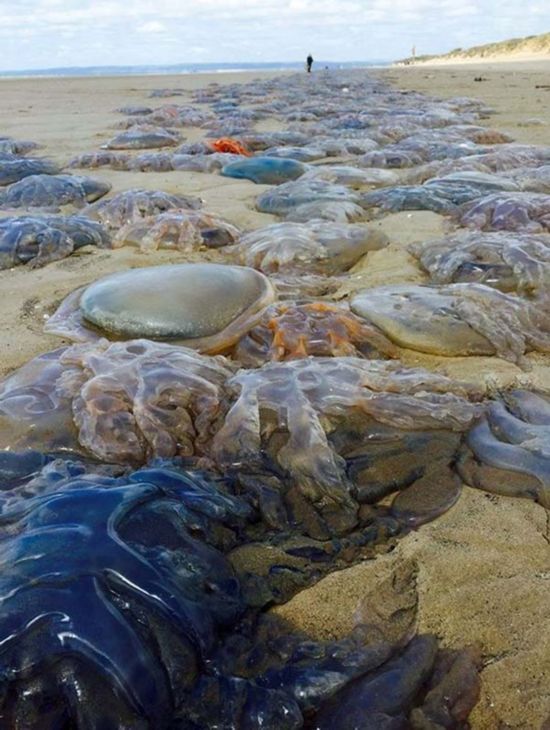 英国海滩惊现上千水母 犹如外星球（图）