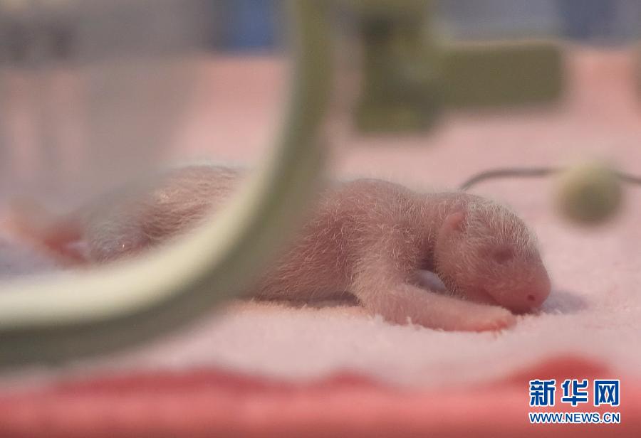 2015年全球首对大熊猫双胞胎在成都诞生