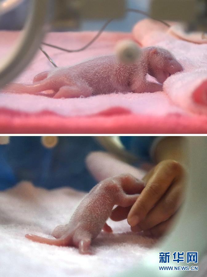 2015年全球首对大熊猫双胞胎在成都诞生