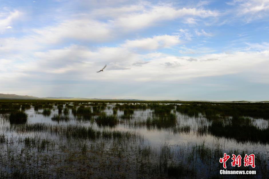 探访中国最美湿地——四川阿坝州若尔盖